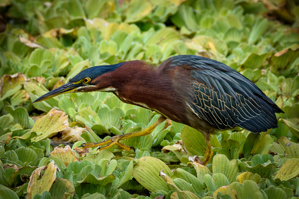 Nature In Class M By Darlene Whitmore For Blue Heron On The Prowl MAY-2019.jpg